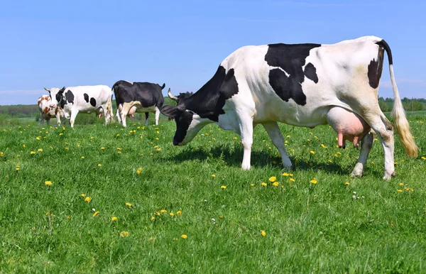 Las Vacas Pasto Verano — Foto de Stock