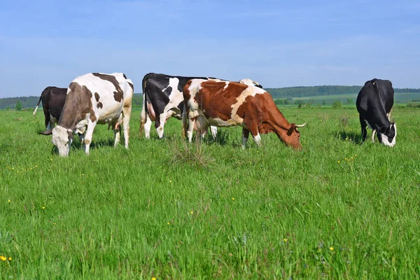 Vaches Sur Pâturage Été — Photo