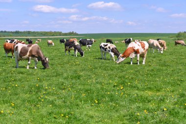 Yaz otlağında inekler