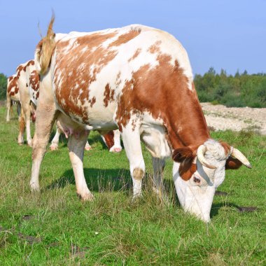 Yaz otlağında inekler
