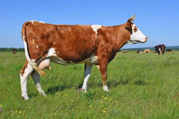 Vache Dans Pâturage Été — Photo