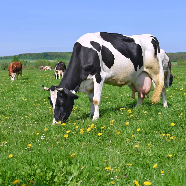 Las Vacas Pasto Verano — Foto de Stock