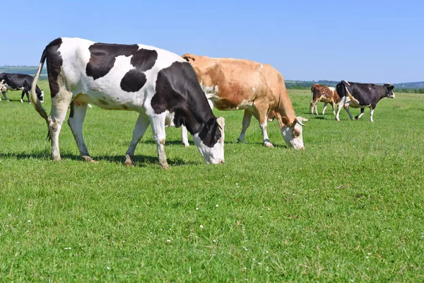 Koeien Een Zomerweide — Stockfoto