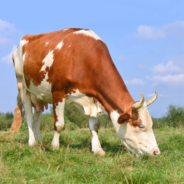 Cow Summer Pasture — Stock Photo, Image