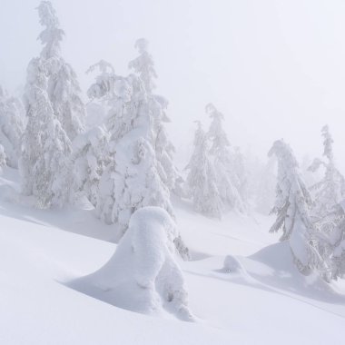 Kış iğne yapraklı orman hafif bir sis bir dağ yamacında.