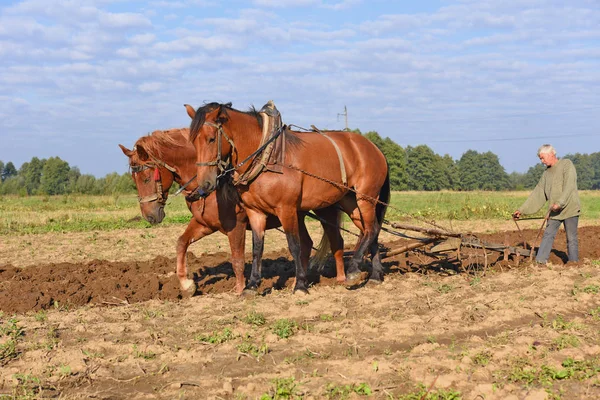 Kalush Ukraine September 2017 Fallowing Field Manual Plow Horse Drawn — Stock Photo, Image
