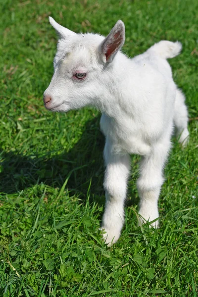 Kid Een Weiland Zomer — Stockfoto