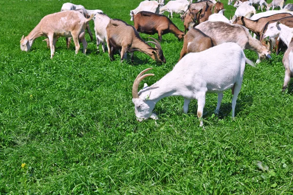 Chèvres Dans Pâturage Ferme Biologique — Photo