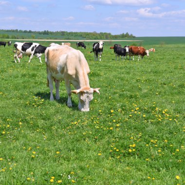 Yaz otlağında inekler