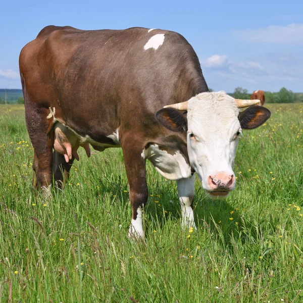Yaz otlağında inek