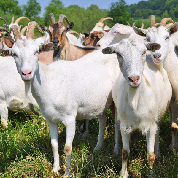 Kozy Pastvinách Ekologické Farmy — Stock fotografie