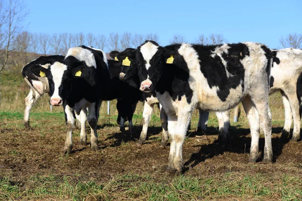 Ukraine Kalush October 2018 Calves Yard Livestock Dairy Farm City — Stock Photo, Image