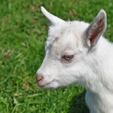 Bir çocuğa karşı bir yaz mera Başkanı. 