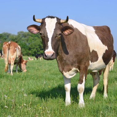 Yaz otlağında inekler