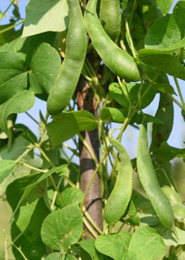Bir yaz kırsal manzara genç yeşil fasulye.