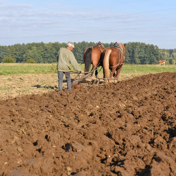 Kalush Ukrajina Září 2017 Ladem Pole Pomocí Ruční Pluh Saních — Stock fotografie