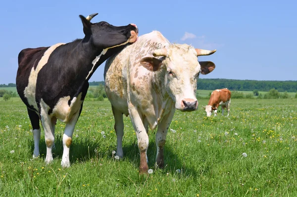 Tehenek Nyári Legelőn — Stock Fotó