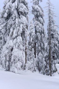 Kış iğne yapraklı orman bir dağ yamacında.
