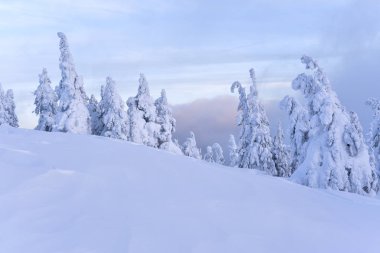 İğne yapraklı ağaçların altında bulutlu bir günde cip karda.