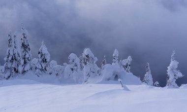 İğne yapraklı ağaçların altında bulutlu bir günde cip karda.