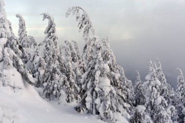 İğne yapraklı ağaçların altında bulutlu bir günde cip karda.