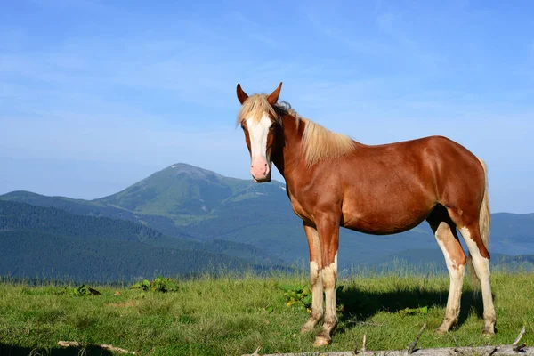 Cavalos Pasto Verão Nas Montanhas Cárpatas Ucrânia — Fotografia de Stock