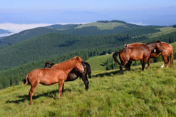 Cavalos Pasto Verão Nas Montanhas Cárpatas Ucrânia — Fotografia de Stock