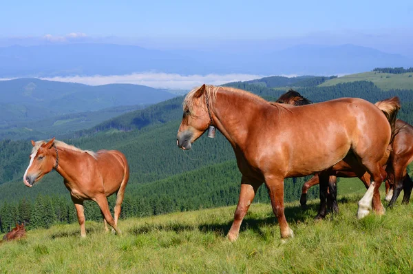 Άλογα Ένα Λιβάδι Καλοκαίρι Στα Καρπάθια Όρη Ουκρανία — Φωτογραφία Αρχείου