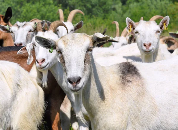 Chèvres Dans Pâturage Ferme Biologique — Photo