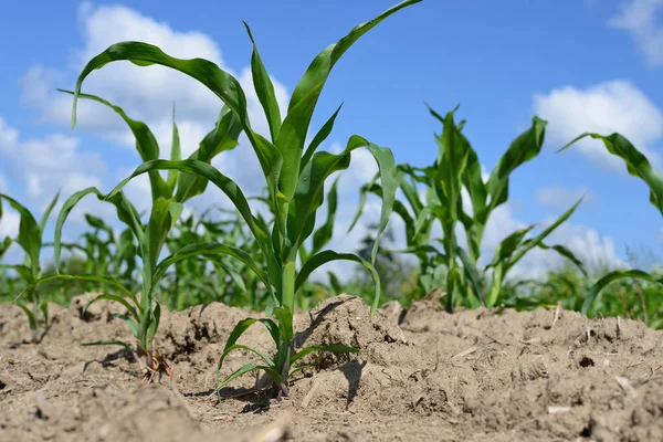 Mısır alan genç sürgünler ile