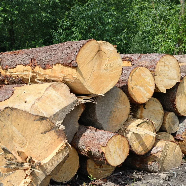 Příprava Skladování Dřeva Průmyslové Krajině — Stock fotografie
