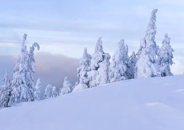 Árboles Coníferas Bajo Nieve Ladera Montaña Día Nublado — Foto de Stock