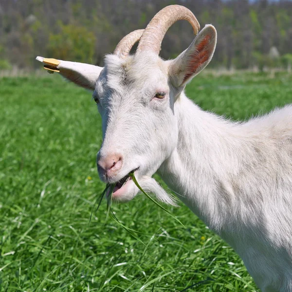 Goats Pasture Organic Farm — Stock Photo, Image