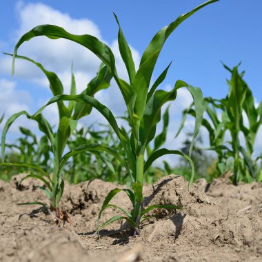 . Kırsal manzara içinde genç Mısır 