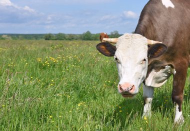 Yaz otlağında inek