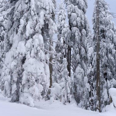 Kış iğne yapraklı orman bir dağ yamacında.