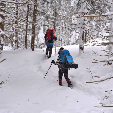 Ukrayna, Osmoloda-11 Şubat 2018: Turist bir grup dağ tarafı kış orman içinde. Karpatlar.