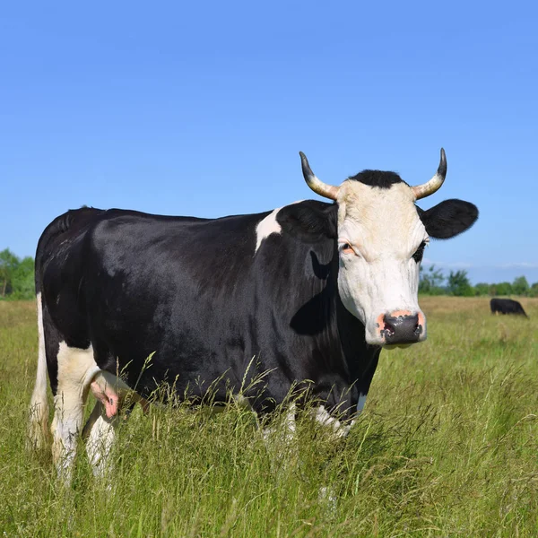 Vaca Pasto Verano — Foto de Stock