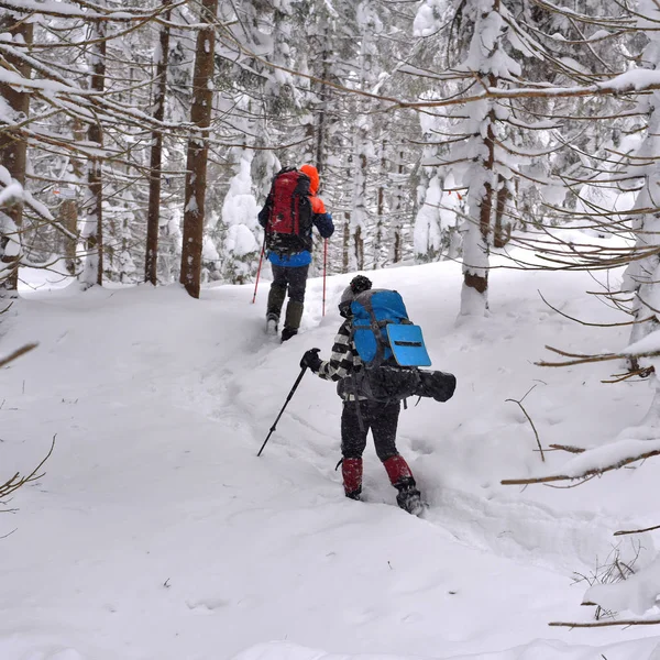 Ukrajina Osmoloda Února 2018 Skupina Turistů Zimním Lese Úbočí Karpaty — Stock fotografie