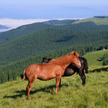 Bir yaz mera Karpat Dağları'nda ata. Ukrayna