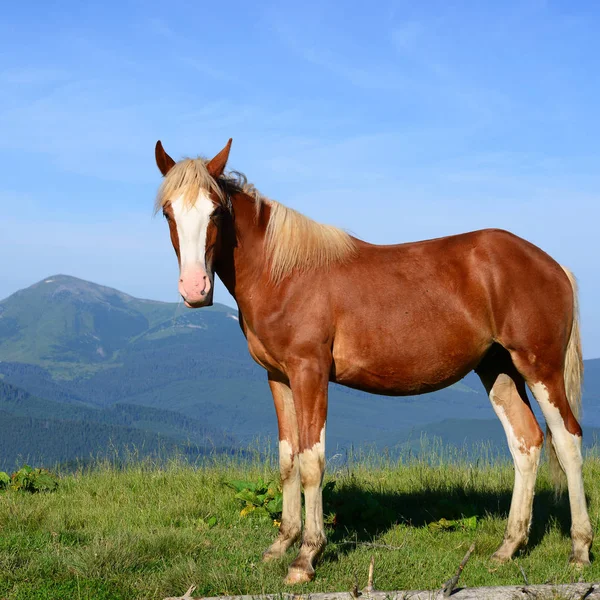 Horses Summer Pasture Carpathian Mountains Ukraine — Stock Photo, Image