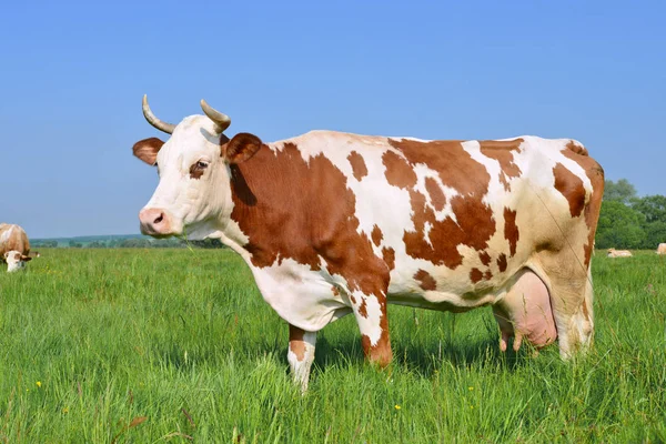 Vache Dans Pâturage Été — Photo