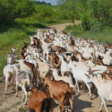 Organik çiftliğin otlağındaki keçiler