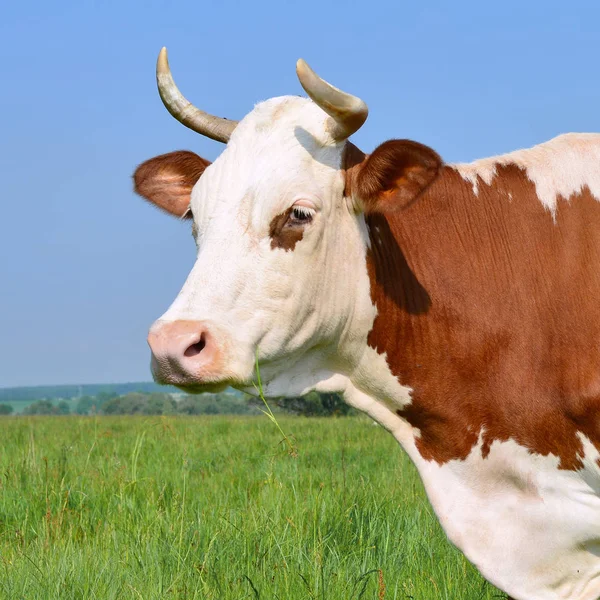 Vache Dans Pâturage Été — Photo