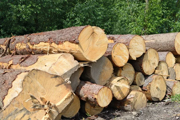 Förberedelse Och Trä Lagring Ett Industriellt Landskap — Stockfoto