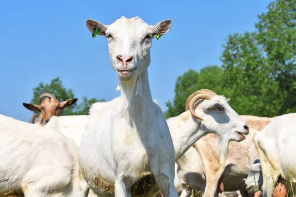 Goats Pasture Organic Farm — Stock Photo, Image