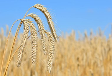 Kırsal manzara alanında tahıl