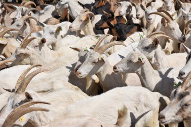 Organik çiftliğin otlağındaki keçiler