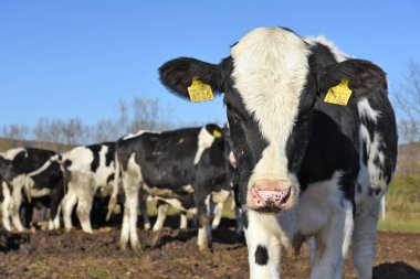 Ukrayna, Kalush - 31 Ekim 2018: Hayvan beslemek Kalush şehir yakınlarındaki bir süt çiftlikte bir bahçede ben danaların.