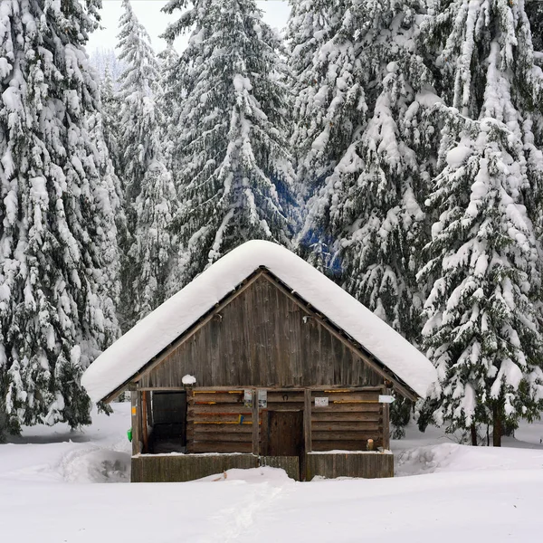 Ukraina Osmoloda Januari 2019 Tourist Lodge Jakt Vinter Skogens Glänta — Stockfoto